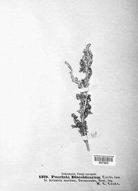 Puccinia discoidearum image
